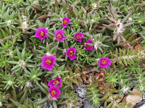 馬齒莧盆栽|9種「馬齒莧花」，2種變異成彩色，1種長到2米高，。